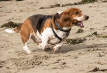 Basset Hound Exercise: What You Should Know