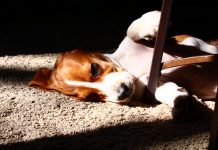 About Basset Hounds