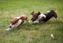 Basset Hound Professional Trainer