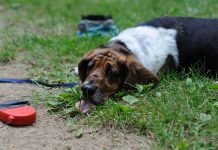 Basset Hound Illness – Gastric Dilatation and What to Do