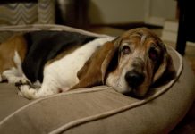 Basset Hound Cherry Eyes & Eyelid Problem