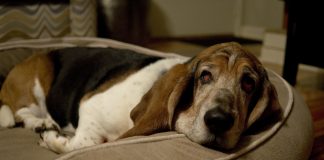 Basset Hound Cherry Eyes & Eyelid Problem