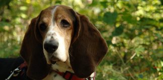 Basset Hound Brushing