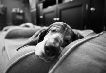 How to Take Care Basset Hound’s Healthcare