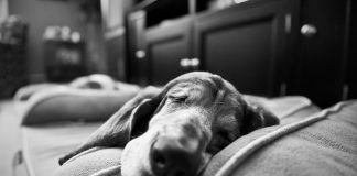 How to Take Care Basset Hound’s Healthcare