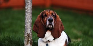 How to Choose a Basset Hound?