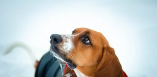 Basic Basset Hound Dog Grooming