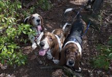 Basset Hound Punishment and Reward