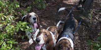 Basset Hound Punishment and Reward