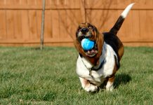 Crate Training For Basset Hound Puppy