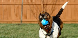 Crate Training For Basset Hound Puppy