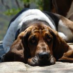 Common Basset Hound Disease