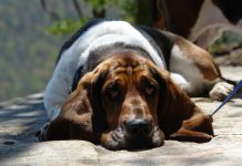 Common Basset Hound Disease