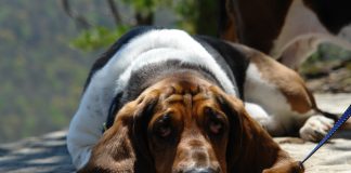 Common Basset Hound Disease