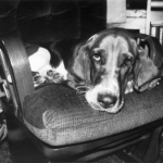 Common Basset Hound Illness to Watch