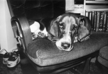 Common Basset Hound Illness to Watch