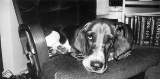 Common Basset Hound Illness to Watch