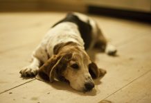 Keeping Basset Hound’s Ears Free of Yeast Infection