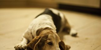 Keeping Basset Hound’s Ears Free of Yeast Infection
