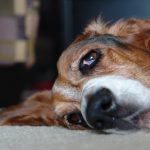 Basset Hounds and Obesity – How to Control It