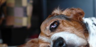 Basset Hounds and Obesity – How to Control It