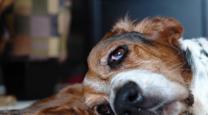 Basset Hounds and Obesity – How to Control It
