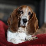 Facts about Basset Hound