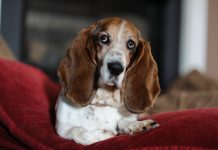Facts about Basset Hound