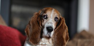 Facts about Basset Hound