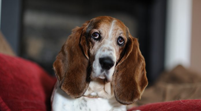 Facts about Basset Hound